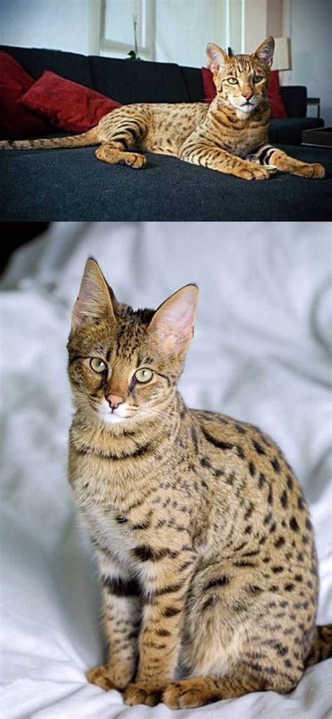 ashera cat — hybrid cat controversy cost and photos the ashera cat
