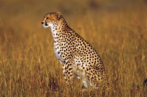 cheetah description speed habitat diet cubs facts britannica