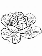 Cabbage Coloring Pages Drawing Template Vegetables Kale Getdrawings Print Recommended Kids sketch template