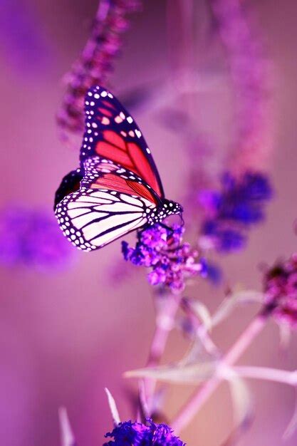 premium photo monarch butterfly