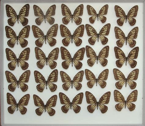 iga pa 1158 suguru igarashi insect collection part i