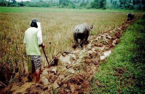 micro loans to 56 rice farmers in the philippines