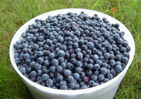 national blueberry month  knew everyday road  healthy