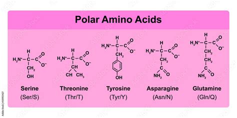 amino acids types table showing  chemical structure  polar amino