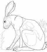 Hare Coloring Desert Pages Hares Drawing Getdrawings Results sketch template