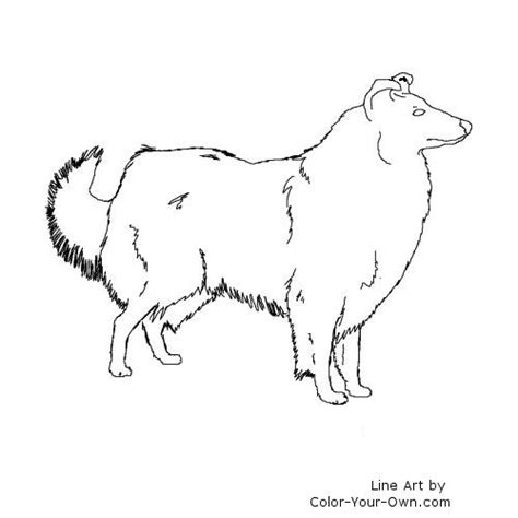 collie dog coloring page