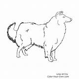 Collie Coloring Rough Dog Pages Own Color Drawing Drawings Sketch Template sketch template