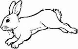 Clipart Outline Rabbit Bunny Clipground sketch template