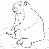 Marmot Marmotta Disegno Bellied Supercoloring Giallo Ventre Dal Stampare Castoro Roditori sketch template