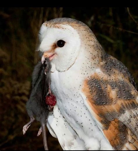 hapje eten voor de kerkuil owl pictures barn owls bird animals facts animales animaux