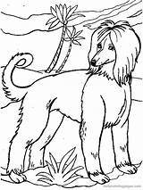 Chien Afghan Hound Coloriages sketch template