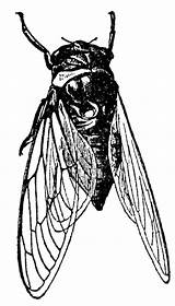 Cicada Cigale Cicadas Insects Designlooter Clipartbest Linoprint Printmaking Visiter Leafhopper Leafhoppers sketch template