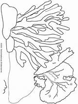 Coloring Reef Colorare Koralle Corail Fische Pesci Reefs Disegni Crostacei Fondale Malvorlagen Corals Pesce Ausdrucken Malvorlage Ausmalen Peces Bleaching Bleach sketch template