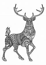 Deer Coloring Book Pages Deers Printable Adult Complex Patterns Beautiful Adults Animals Nature sketch template
