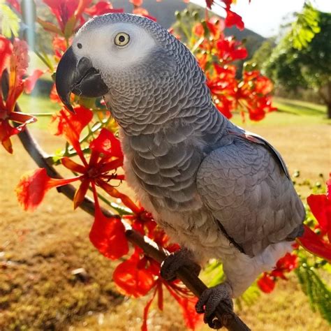 african grey parrots  sale birds  sale price