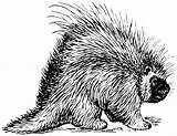 Porcupine Clip Coloring Clipart Vector Pages Rodent Libertarian Drawing Possum Svg Drawings Line Animals Designlooter Clker 4vector Collection 4kb 617px sketch template