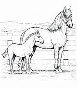 Coloring Pages Horses Foals Horse Foal Mother Getcolorings Color Print sketch template