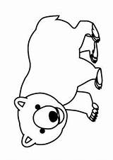 Bear Coloring Boyama Ayı Sayfası Preschool sketch template