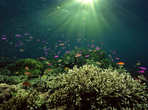 underwater sea fishes hd wallpapers npicx  share