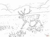 Coloring Pages Tundra Reindeer Forest Drawing Color Print Pa Printable Skip Main sketch template