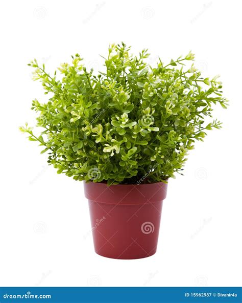 plant pot royalty  stock photography image