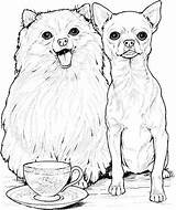 Coloring Pages Chihuahua Realistic Chihuahuas sketch template