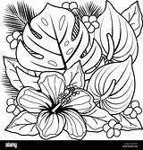 Coloring Tropical Flowers Alamy Book Hibiscus Plants Vector sketch template