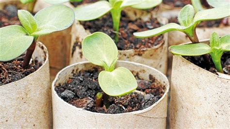 success  seeds  sowing  transplanting stuffconz
