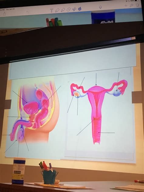 Female Reproductive System Diagram Quizlet