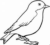 Vogel Skizze Malvorlage Malvorlagen Bild Ausmalbild Sparrow Herunterladen Sparrows sketch template
