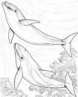 Dolphin Coloring Pages Dolphins Print Drawing Two Animal Jumping Sea Printable Colouring Animals Adults Realistic Drawings Kids Adult Line Color sketch template
