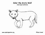 Animals Tundra sketch template