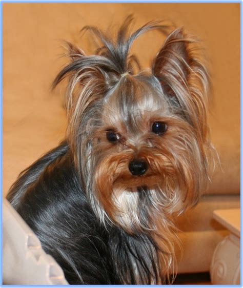 dog  world yorkshire terrier dogs breed