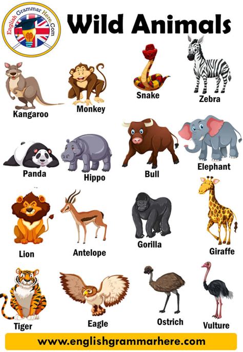 wild animals  pictures  definition english grammar