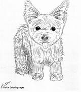 Coloring Yorkie Pages Terrier Puppy Dog Drawing Yorkshire Drawings Print Line Teacup Printable Puppies Color Yorkies Shih Poo Kids Tzu sketch template