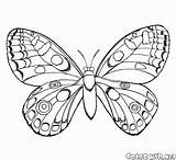 Butterfly Coloring Flight Flies Air Pages Butterflies Print sketch template