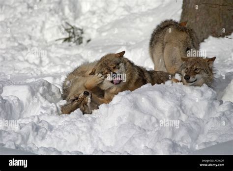 grey wolves  timber wolves canis lupus   snow outdoor