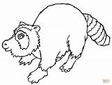 Coloring Raccoon Pages North American Printable Drawing Supercoloring sketch template