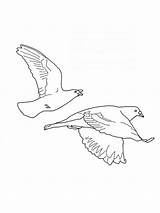 Coloring Pages Doves Dove Birds sketch template