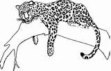 Jaguar Drawing Coloring Pages Animal Easy Color Draw Tree Printable Sketch Sleeping Cartoon Realistic Drawings Colorful Getdrawings Getcolorings Designlooter Print sketch template