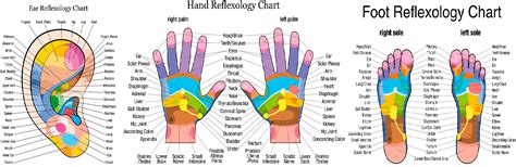 12 Ce Hour Reflexology Foot Hand And Ear 2 Day Class Ce Institute Llc