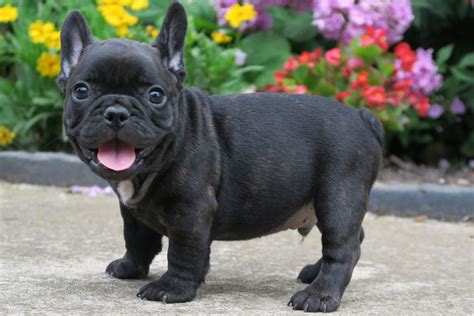 black brindle french bulldog puppies tomkings kennel