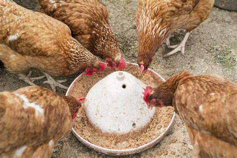 feeding chickens info  feed feeding  flock  poultry pages