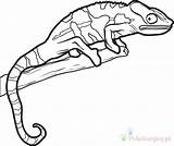 Lizard Chameleon Kameleon Kolorowanki Lizards Colouring Dzieci Bestcoloringpagesforkids Horned Clipartmag Wydruku Toad Coloringbay sketch template