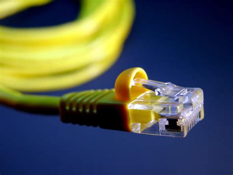 cat  cable  photo  freeimages