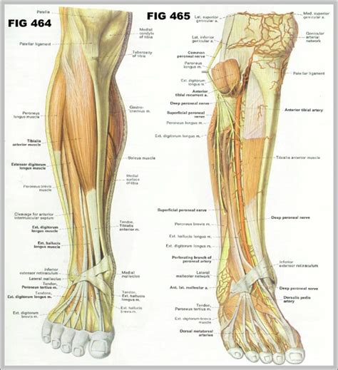 calf muscle anatomy anatomy system human body anatomy diagram