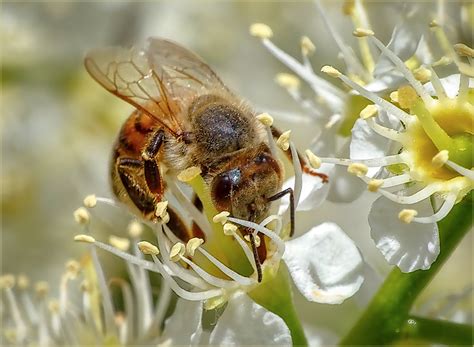 honigbiene auf einer kirschlorbeerbluete  april  foto bild