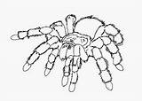 Tarantula sketch template