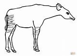 Okapi Coloring Pages Giraffe Printable Drawing sketch template