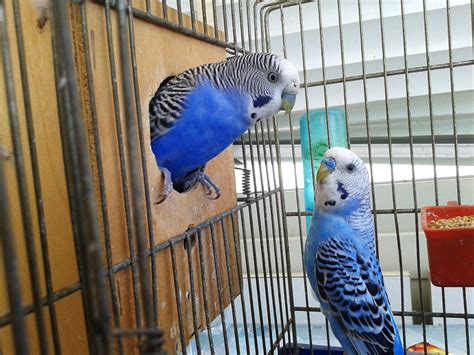 free photo birds cage parrots couple free image on